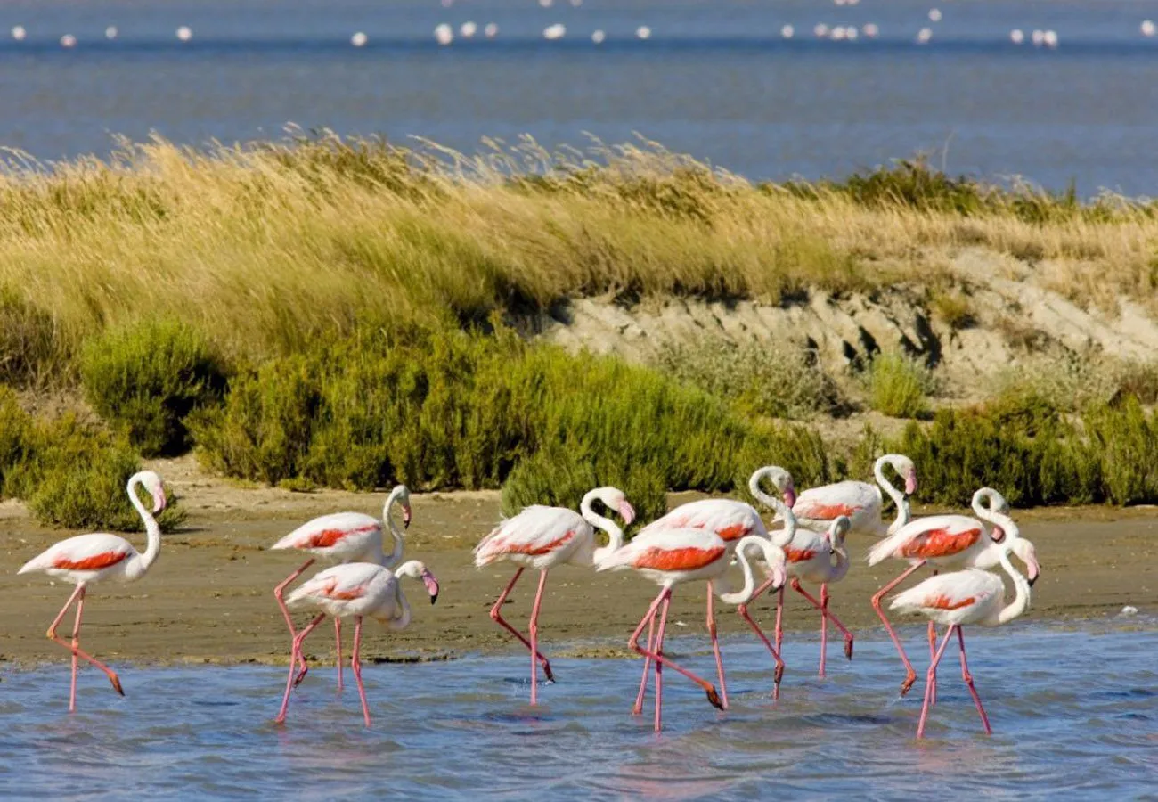 Flamingos in the Camargue wetlands