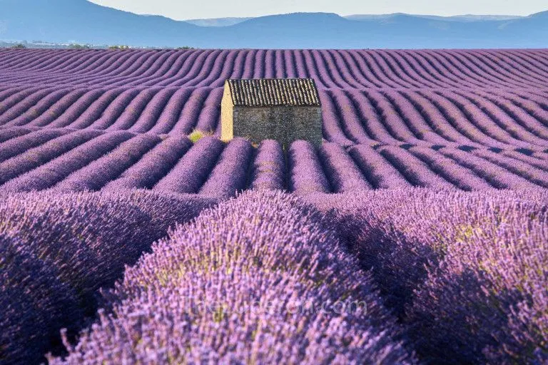 A stone cabanon in a Provençal lavender field